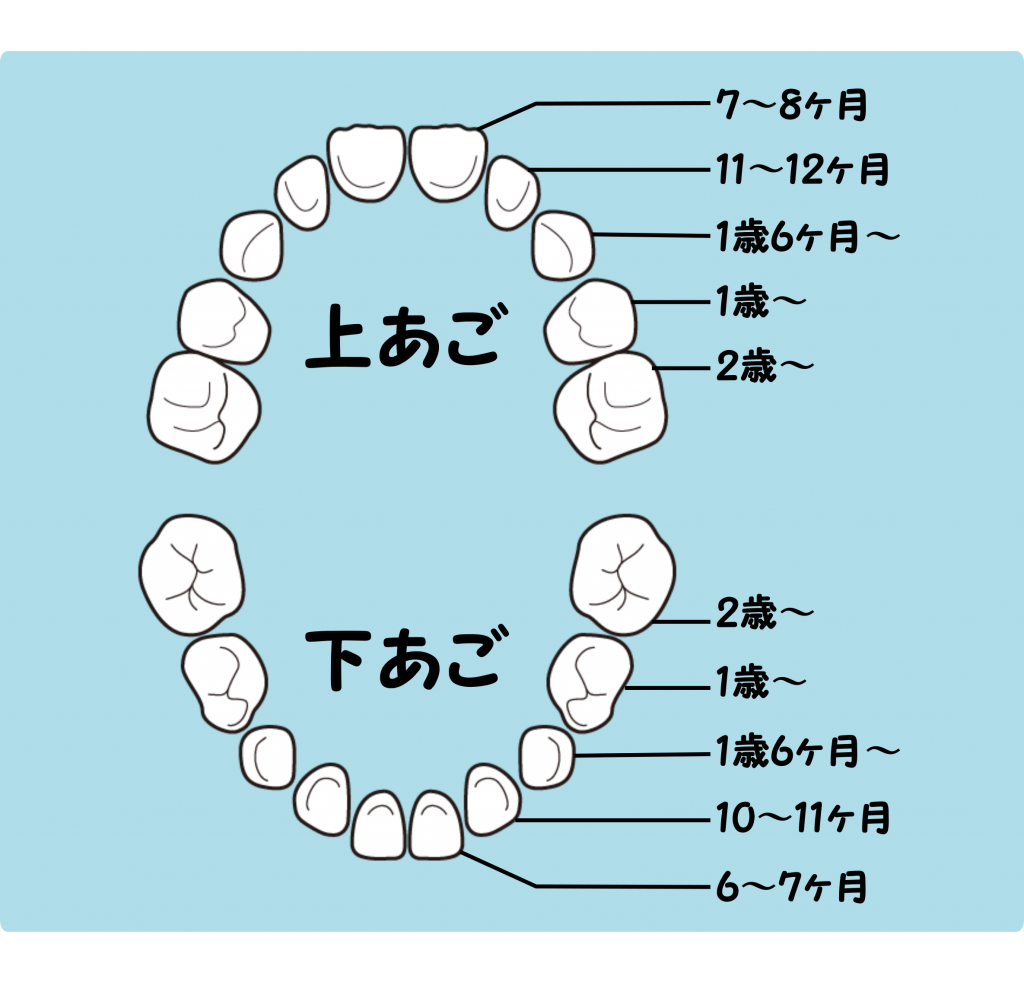 歯 の 生え 変わり 身長 関係